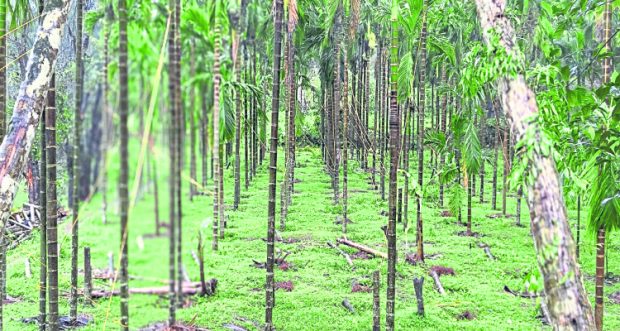 Udupi: ತೋಟಗಾರಿಕೆ ಬೆಳೆಗಳಿಗೆ ಸಂಕಷ್ಟ ತಂದ ಹವಾಮಾನ ವೈಪರೀತ್ಯ