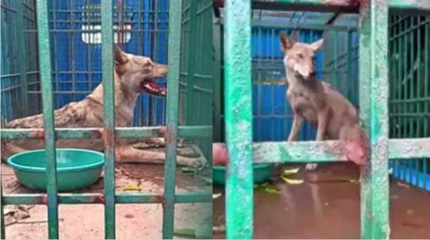 Man Eater Wolves:  ನರಭಕ್ಷಕ ತೋಳಗಳ ದಾಳಿ-ಹಲವು ಮಕ್ಕಳು ಬಲಿ, ಮಹಿಳೆಗೆ ಗಾಯ