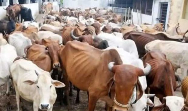 Cow: ಗೋ ಹತ್ಯೆ ನಿಷೇಧಕ್ಕೆ ಒತ್ತಾಯ-ಗೋ ಮಹಾಸಭಾ ಕಾರ್ಯಕ್ರಮಕ್ಕೆ ನಾಗಾಲ್ಯಾಂಡ್‌ ಅನುಮತಿ ನಕಾರ