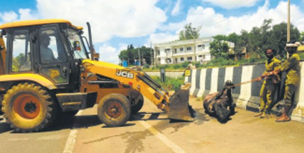 ಆರು ತಿಂಗಳಲ್ಲಿ ಏಳು ಹರಕೆ ಕೋಣಗಳ ಸಾವು: ಭಕ್ತರ ನಂಬಿಕೆ ಚ್ಯುತಿ ತರಬೇಡಿ…