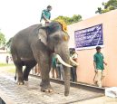 Mysuru-Elephant