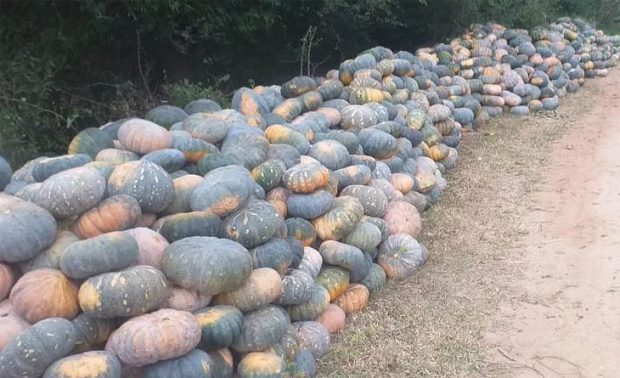 Sweet Pumpkin: ಮಳೆ ನೀರಿನಿಂದಲೇ ಸಿಹಿ ಕುಂಬಳಕಾಯಿ ಬೆಳೆದ ರೈತ