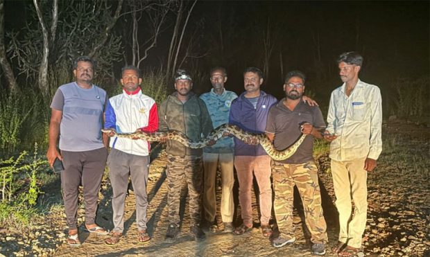 Python Rescue: ಬೃಹತ್ ಗಾತ್ರದ ಹೆಬ್ಬಾವು ಸೆರೆ