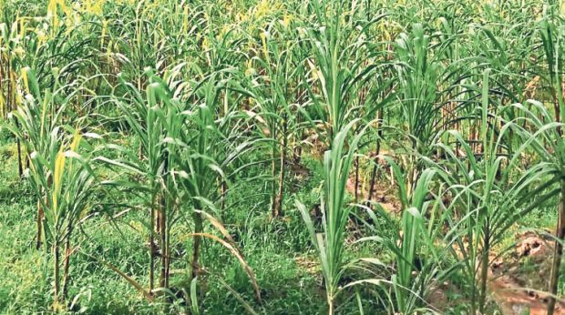 Sugarcane; ಬುಗುರಿಕಡು ಕಬ್ಬಿಗೆ ಈ ಬಾರಿ ರೋಗ ಬಾಧೆ: ಮಳೆ ಹೆಚ್ಚಳ ಮುಖ್ಯ ಕಾರಣ