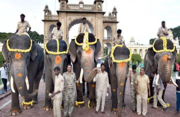 Mysuru Dasara: ಪಟ್ಟದ ಆನೆಯಾಗಿ ಕಂಜನ್‌, ನಿಶಾನೆ ಆನೆಯಾಗಿ ಭೀಮ ಆಯ್ಕೆ