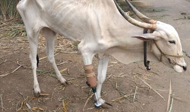 A three-legged cow was given an artificial leg by a Pune hospital!