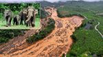 Wayanad landslide: ವಯನಾಡ್‌ ಭೂಕುಸಿತಕ್ಕೆ ಆನೆಪಥ ನಾಶ… ಕಾಡಾನೆಗಳು ಅತಂತ್ರ!