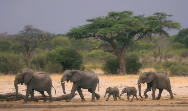 After Namibia 200 elephants slaughtered in Zimbabwe