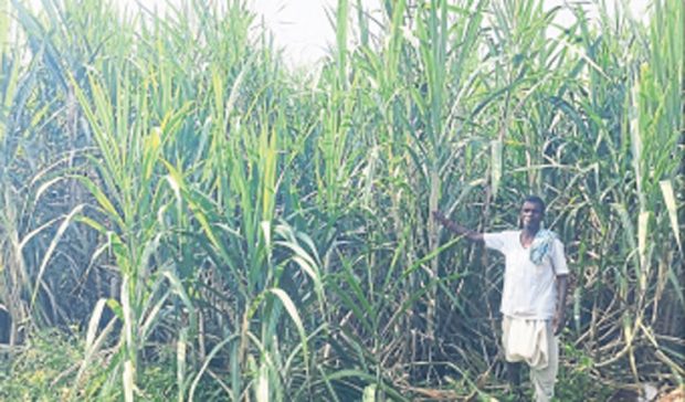 ಯಶಸ್ವಿ ವ್ಯವಸಾಯ- ವಲಸಿಗನ ಬದುಕು ಸಿಹಿಯಾಗಿಸಿದ ಕಬ್ಬು