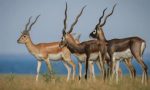 Ranebennur Blackbuck Sanctuary: ಕೃಷ್ಣಮೃಗ ಅಭಯಾರಣ್ಯದಲ್ಲಿ ಸಫಾರಿ ವಾಹನ