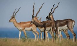 Ranebennur Blackbuck Sanctuary: ಕೃಷ್ಣಮೃಗ ಅಭಯಾರಣ್ಯದಲ್ಲಿ ಸಫಾರಿ ವಾಹನ