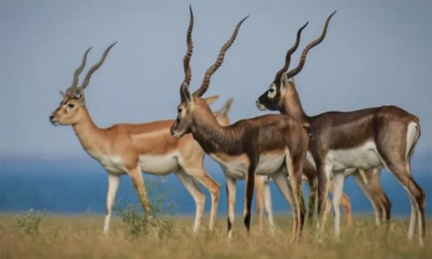 Ranebennur Blackbuck Sanctuary: ಕೃಷ್ಣಮೃಗ ಅಭಯಾರಣ್ಯದಲ್ಲಿ ಸಫಾರಿ ವಾಹನ