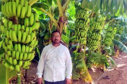 Banana Crop: ಇರಾನ್ ದೇಶಕ್ಕೆ ಜಗದಾಳ ಗ್ರಾಮದ ಬಾಳೆ ಹಣ್ಣು… 11 ತಿಂಗಳಲ್ಲಿ ಲಕ್ಷಾಂತರ ಲಾಭ