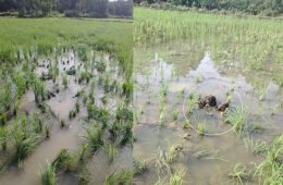 Elephant: ಆಗುಂಬೆ ಪರಿಸರದಲ್ಲಿ ಕಾಡಾನೆ ಹಾವಳಿ… ಮಾಹಿತಿ ನೀಡಿದರೂ ಸ್ಪಂದಿಸದ ಅಧಿಕಾರಿಗಳು