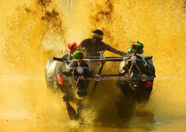 Kambala: ನ. 27ಕ್ಕೆ ಶಿರ್ವ ನಡಿಬೆಟ್ಟು ಸೂರ್ಯ -ಚಂದ್ರ ಜೋಡುಕೆರೆ ಕಂಬಳ