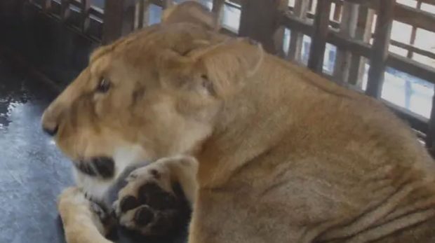 man went to feed the lion at Nigeria