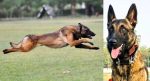 Army Dog Phantom: ಉಗ್ರರ ಕಾರ್ಯಾಚರಣೆ ವೇಳೆ ವೀರ ಮರಣವನ್ನಪ್ಪಿದ ಶ್ವಾನ ‌ʼಫ್ಯಾಂಟಮ್ʼ