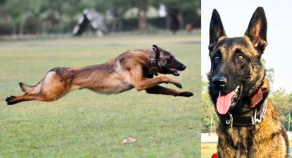 Army Dog Phantom: ಉಗ್ರರ ಕಾರ್ಯಾಚರಣೆ ವೇಳೆ ವೀರ ಮರಣವನ್ನಪ್ಪಿದ ಶ್ವಾನ ‌ʼಫ್ಯಾಂಟಮ್ʼ