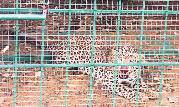 Leopard: ನೆಲಮಂಗಲ ಸಮೀಪ ಚಿರತೆ ಸೆರೆ: ನರಭಕ್ಷಕ ಇದೇನಾ? ವರದಿ ನಿರೀಕ್ಷೆ