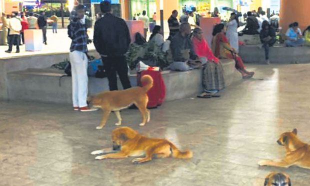 Stray dogs: ಅಂ.ರಾಷ್ಟ್ರೀಯ ವಿಮಾನ ನಿಲ್ದಾಣದಲ್ಲಿ ಬೀದಿ ನಾಯಿಗಳ ಹಾವಳಿ