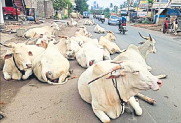 ಲೋಕಾಪುರ: ಬಿಡಾಡಿ ದನಗಳ ಕಾಟಕ್ಕೆ ಜನ ಹೈರಾಣ