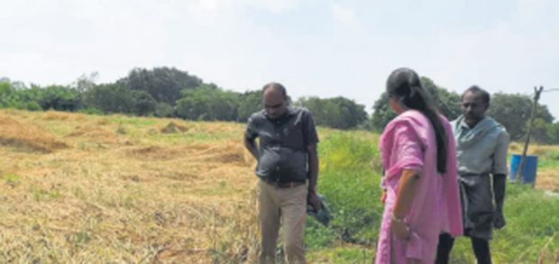 ಮುಂಡಗೋಡಲ್ಲಿ ಮಳೆಗೆ 143 ಹೆಕ್ಟೇರ್‌ ಬೆಳೆ ಹಾನಿ