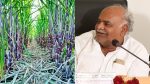 Start sugarcane harvesting from November 8: Minister Sivananda Patil appeals to farmers