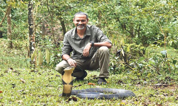 King Cobra: “ಕಾಳಿಂಗ’ ಸರ್ಪಕ್ಕೆ ಕನ್ನಡದ್ದೇ ವೈಜ್ಞಾನಿಕ ಹೆಸರು! | Udayavani ...