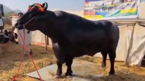 Anmol Buffalo: The price of this Buffalo weighing 1500 kg is Rs 23 crore!