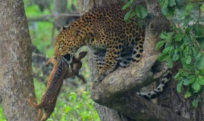 Bandipur:  ಸಫಾರಿಯಲ್ಲಿ ಪ್ರವಾಸಿಗರ ಮುಂದೆಯೇ ಜಿಂಕೆ ಬೇಟೆಯಾಡಿದ ಚಿರತೆ