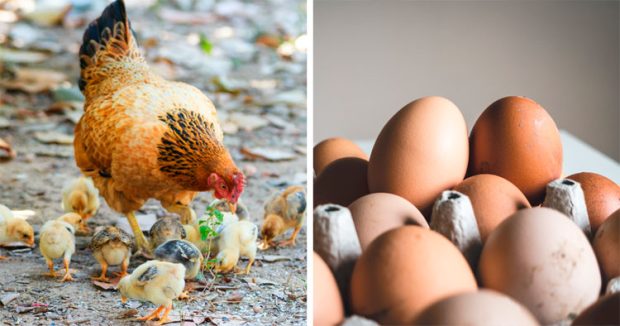 Scientists: ಕೋಳಿ ಮೊದಲಾ, ಮೊಟ್ಟೆ ಮೊದಲಾ?: ಇಲ್ಲಿದೆ ಉತ್ತರ!