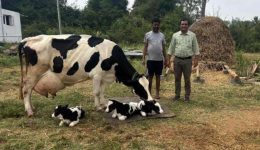 Pandavapura: A cow gave birth to three calves