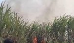 Kalaburagi: 6 acres of sugarcane crop caught fire after being struck by an electric wire