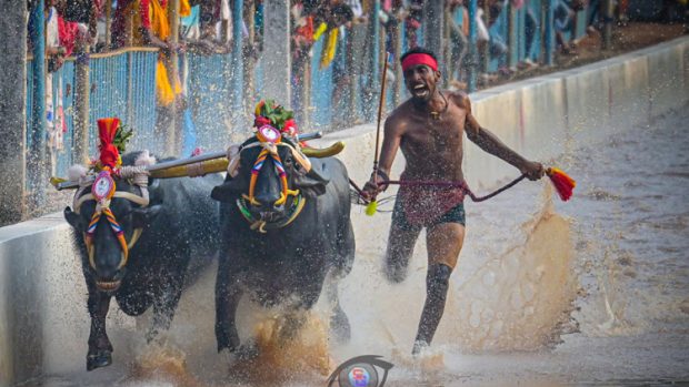 Siddakatte Kodange Kambala: ಈ ಸೀಸನ್‌ ನ ಮೊದಲ ಕಂಬಳದ ಫಲಿತಾಂಶ ಇಲ್ಲಿದೆ