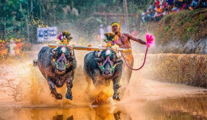 Kambala: ಕೋಣಗಳ ಸಂಖ್ಯೆ ದುಪ್ಪಟ್ಟು-ಕಂಬಳ ಆಸಕ್ತಿ ಮೂರುಪಟ್ಟು!