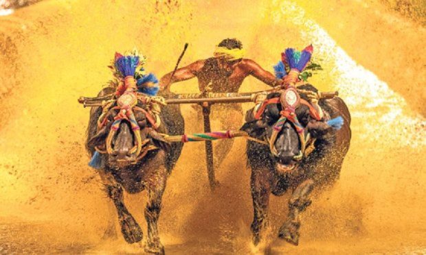 kambala