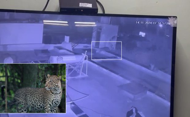 Leopard: ಮನೆಯ ತಾರಸಿ ಮೇಲೆ ಚಿರತೆ ಓಡಾಟ… ಆತಂಕದಲ್ಲಿ ಗ್ರಾಮಸ್ಥರು