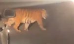 A tiger named “Johnny” travelled 300 km in search of a mate!