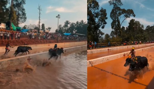 Kambala Result: ಪಣಪಿಲ ಜಯ-ವಿಜಯ ಜೋಡುಕರೆ ಕಂಬಳ ಕೂಟದ ಫಲಿತಾಂಶ