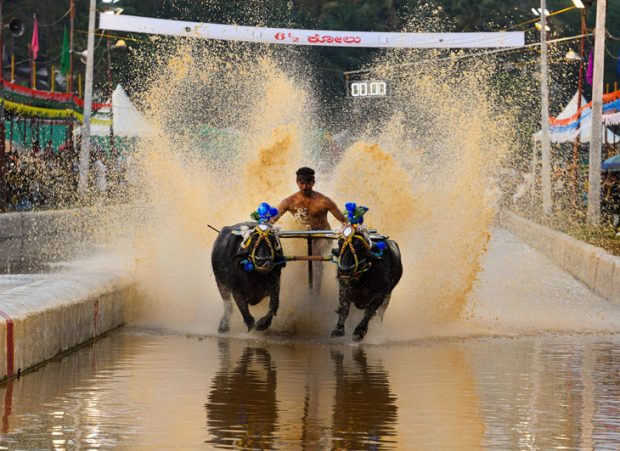 1-kambala