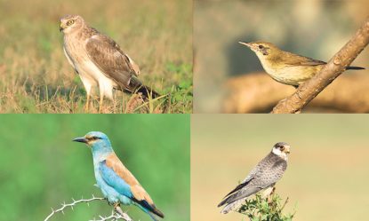 Birds: ಸಿಲಿಕಾನ್‌ ಸಿಟಿಯಲ್ಲಿ ವಿದೇಶಿ ಪಕ್ಷಿಗಳ ಕಲರವ