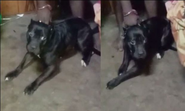 Dog Attack: 2 ವರ್ಷದ ಮಗುವಿನ ಮೇಲೆ ನಾಯಿ ದಾಳಿ