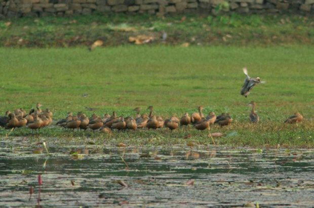 ಕಾರ್ಕಳ ಆನೆಕೆರೆಯಲ್ಲಿ ನೀರಕ್ಕಿಗಳ ಸಂತತಿ ಕ್ಷೀಣ; ಹೆಚ್ಚಿನ ಅಧ್ಯಯನ ಅಗತ್ಯ