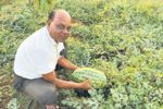 watermelon:ಕಲ್ಲಂಗಡಿ ಬೆಳೆ ಯಾವಾಗ ಉತ್ತಮ ಇಳುವರಿ ಕೊಡುತ್ತೆ…ಕೃಷಿ ವಿಜ್ಞಾನಿಗಳ ಸಲಹೆ ಏನು?