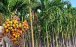 Areca nut: ಅಡಿಕೆ ಫ‌ಸಲು ಇಳಿಕೆ… ಬೆಳೆಗಾರರಿಗೂ ನಷ್ಟ, ಕಾರ್ಮಿಕರಿಗೂ ಕಷ್ಟ