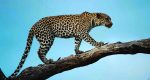 chirate( leopard)