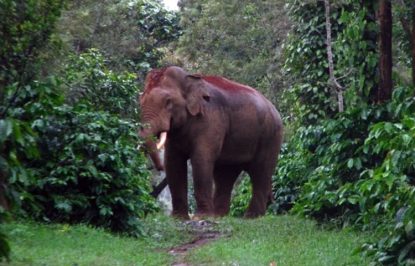 ಕಲ್ಮಕಾರು: ಅಯ್ಯಪ್ಪ ವೃತಧಾರಿ ಮೇಲೆ ಕಾಡಾನೆ ದಾಳಿ… ಆಸ್ಪತ್ರೆಗೆ ದಾಖಲು