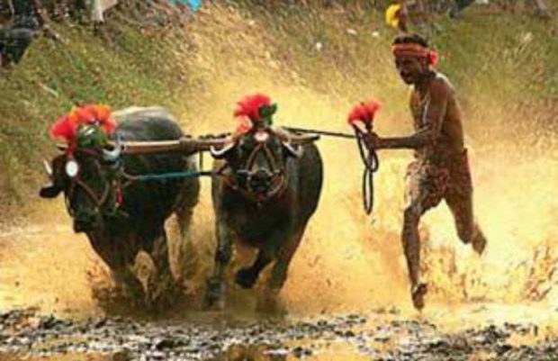 Kambala ಡಿ.12 ಸಾಂಪ್ರದಾಯಿಕ ಕೊರ್ಗಿಮನೆ ಕಂಬಳ