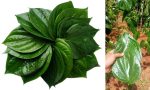 11-betel-leaf-1