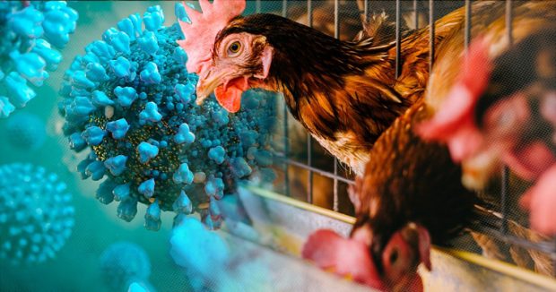 Bird Flu: ಹಕ್ಕಿ ಜ್ವರಕ್ಕೆ 3 ಹುಲಿ, 1 ಚಿರತೆ ಸಾವು: ಪ್ರಾಣಿಗಳಿಗೆ ಕ್ವಾರಂಟೈನ್‌